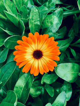 Calendula officinalis - Ancient Healing for Modern Lives
